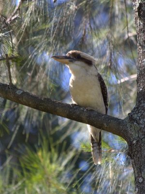 Parramatta Park - Laughing Kookaburra