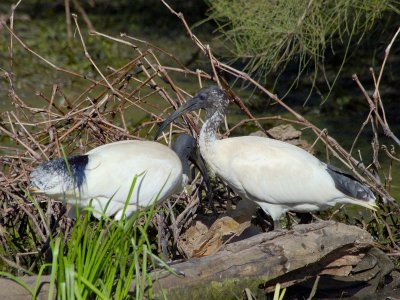 Parramatta Park - by the lake
Sacred Ibis