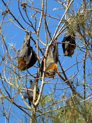 Parramatta Park - Flying Foxes Sleeping