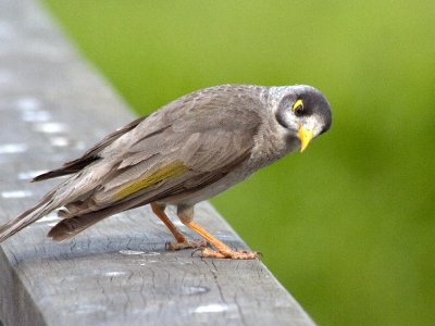 Parramatta Park - Noisy Minor Bird