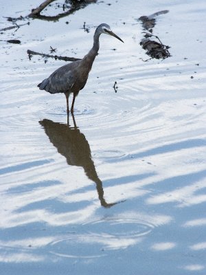 Parramatta Park - On the lake
White Faced Heron