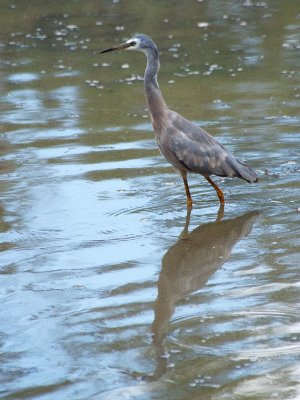 Parramatta Park - On the lake
White Faced Heron