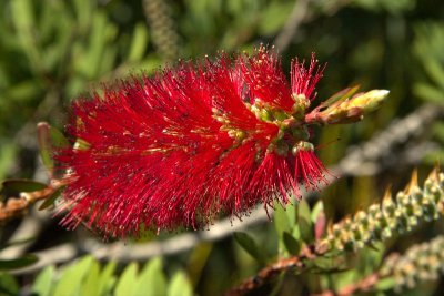 Bottle Brush Flower