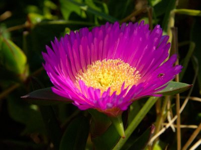 Carpobrotus glaucescens
Pigface