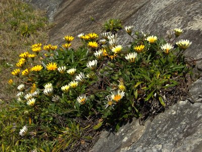 Gazania
