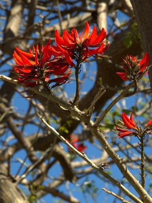 Coral Tree - Erythrina