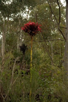 Gymea or Giant Lily
Doryanthes Excelsa
