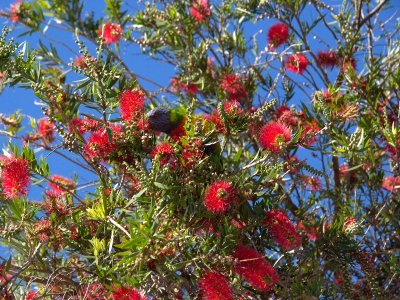 At Huskisson on Jervis Bay
Spot the Rainbow Lorikeet among the Bottle Brush Flowers