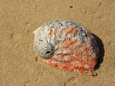 At Cape Conran East (Vic)