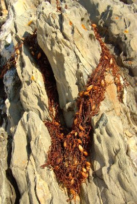At Cape Conran East (Vic)