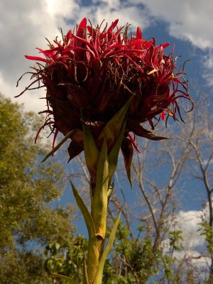 Royal Botanic Gardens
Gymea or Giant Lily
Doryanthes Excelsa
