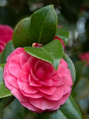 Royal Botanic Gardens
Camellia