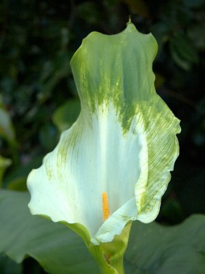Royal Botanic Gardens
Arum Lily