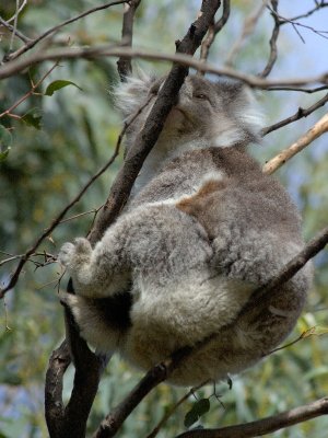 Kennet River Koala's