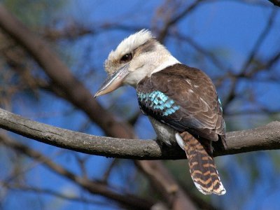 Laughing Kookaburra
at Kennet River