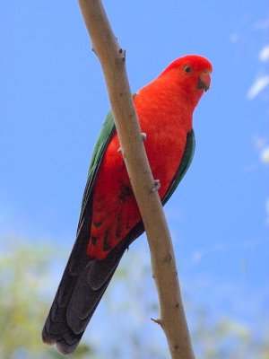 Australian King Parrot
at Kennet River