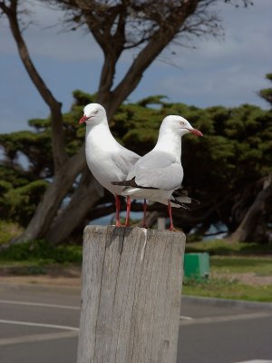 At Torquay, Vic.