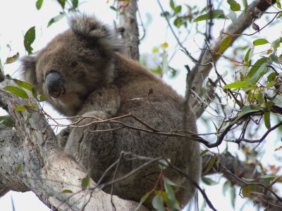 Kennet River Koala's