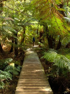 Maites Rest Rain Forest Walk 2