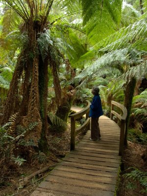 Maites Rest
Maites Rest is a fantastic stop along the Great Ocean Road. It features a walk through rainforest and has large Myrtle Beeches dripping with moss and lush green ferns.
