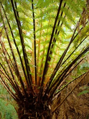 Maites Rest Rain Forest Walk 3