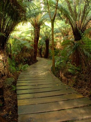 Maites Rest Rain Forest Walk 4