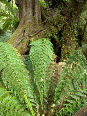 Maites Rest Rain Forest Walk 7