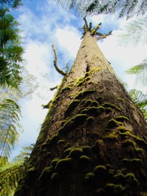 Maites Rest Rain Forest Walk 10