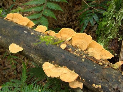 Maites Rest Rain Forest Walk 11