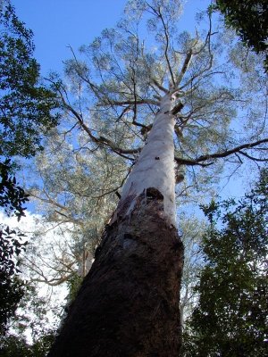 Maites Rest Rain Forest Walk 12