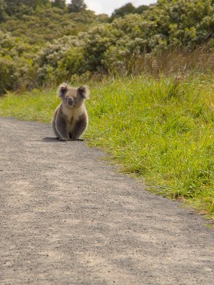 At Cape Otway
A surprise meeting, for both of us!