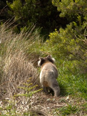 At Cape Otway
Disappearing Koala Bear