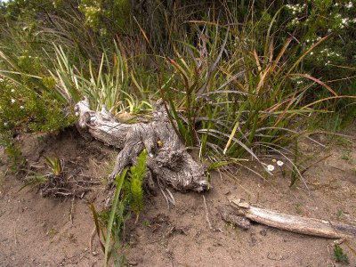 At Cape Otway