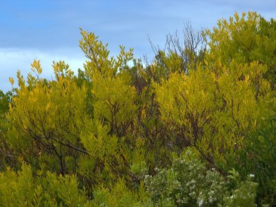 At Cape Otway