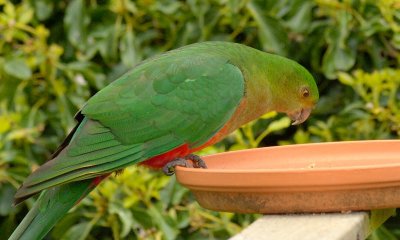 At Lavers Hill
King Parrot Juvenile(?)