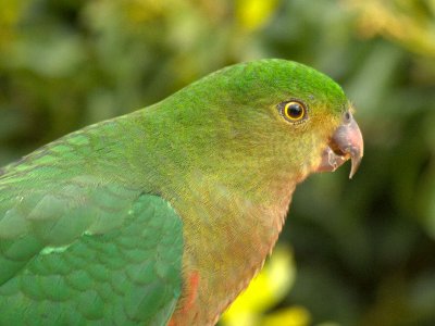 At Lavers Hill
King Parrot Juvenile(?)