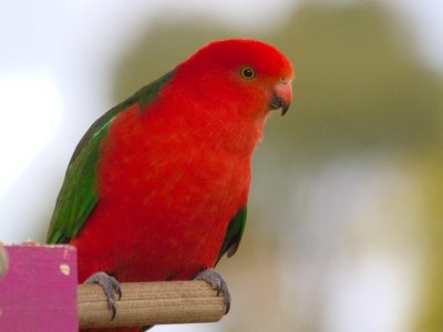 At Lavers Hill
Australian King Parrot
