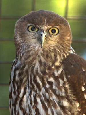 At oz.e.wildlife animal sanctuary near Lavington, NSW

A Barking Owl
Yes, it sounds like a dog barking!