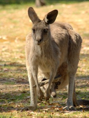 At oz.e.wildlife animal sanctuary near Lavington, NSW
Eastern Grey Kangaroo
A Joey getting comfortable 2