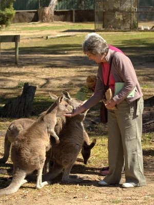 At oz.e.wildlife animal sanctuary near Lavington, NSW
Eastern Grey Kangaroo