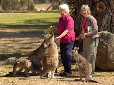 At oz.e.wildlife animal sanctuary near Lavington, NSW
Eastern Grey Kangaroo