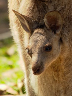At oz.e.wildlife animal sanctuary near Lavington, NSW
Eastern Grey Kangaroo joey
