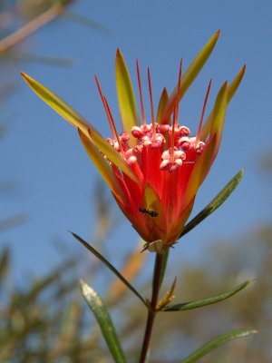 Bush Flower (tba)