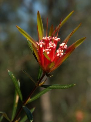 Bush Flower (tba)