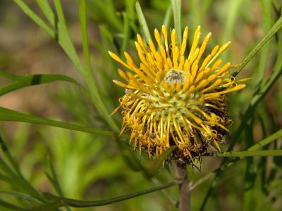 Drumsticks
Isopogon Anemonifolius
