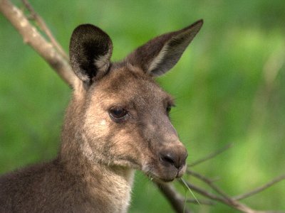 At Euroka Clearing
Eastern Grey Kangaroo