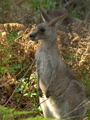 At Euroka Clearing
Eastern Grey Kangaroo