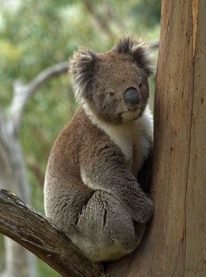 Kennet River Koala's