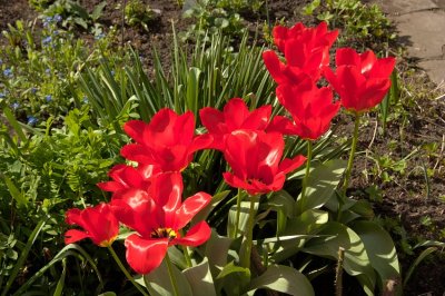 Warwick-Mill Garden April 09 (0001).jpg