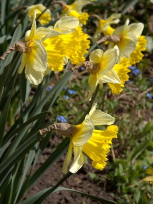 Warwick-Mill Garden April 09 (0003).jpg